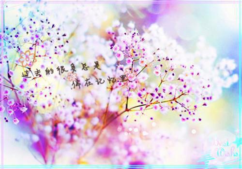 顾明砚洛景川季知安免费阅读目录 顾明砚洛景川季知安小说全文