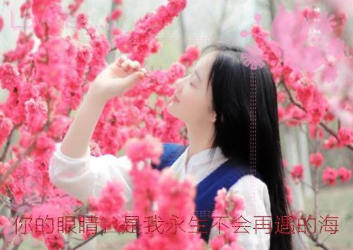 苏向晚谢司瑾免费小说 苏向晚谢司瑾完结版在线阅读