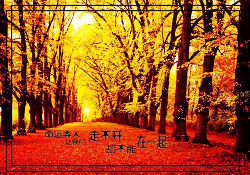 情风长晓（匿名）最新章节_情风长晓全文阅读