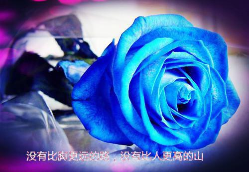 舒玫纪宴淮结局是什么 舒玫纪宴淮免费阅读全文