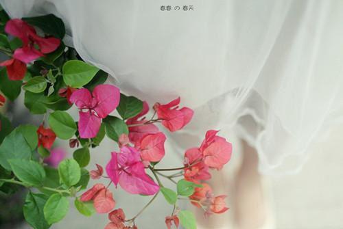 穿***怀孕，婆婆太逆天目录 李凯张烟无弹窗阅读
