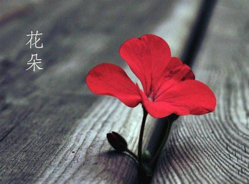 傅景珩唐婉宁大结局免费阅读 傅景珩唐婉宁全文小说