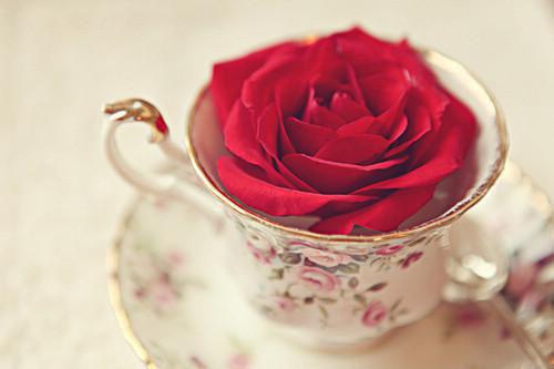 我曾在你心尖上结局+番外（林倾夏顾颂年裴砚礼）全文免费阅读无弹窗大结局_（林倾夏顾颂年裴砚礼免费阅读）林倾夏顾颂年裴砚礼免费阅读无弹窗最新章节列表（林倾夏顾颂年裴砚礼）