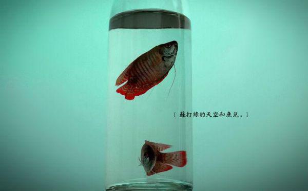 吃绝户？我搬空侯府库房嫁残王叶锦棠萧陌，吃绝户？我搬空侯府库房嫁残王最新章节
