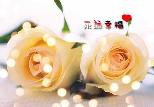 付明嫣顾景程沈安然完整未删减版在线阅读 付明嫣顾景程沈安然结局