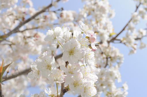 沈向晚音音谢欢颜小说全文免费阅读 沈向晚音音谢欢颜最新章节