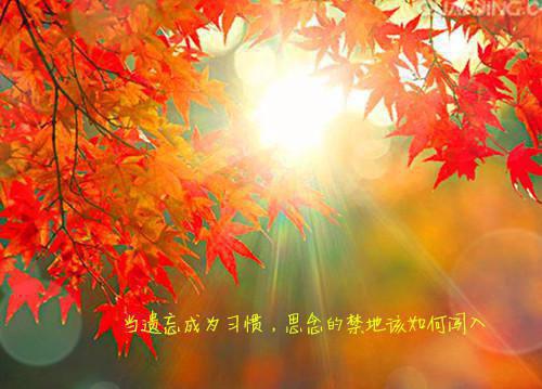 宋知意霍时洲是哪部小说的主角 宋知意霍时洲全文阅读