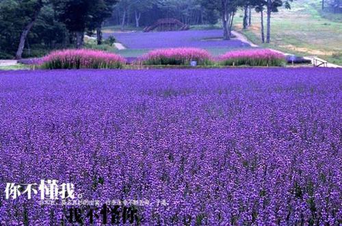 封恺季明月姜夏完整未删减版在线阅读 封恺季明月姜夏结局