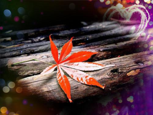 江明月陆绍庭免费阅读第5章 江明月陆绍庭大结局