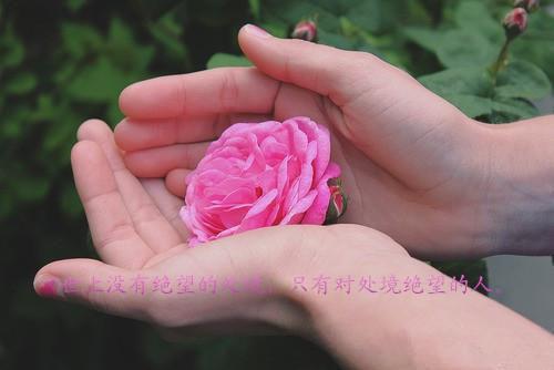 领证那天，我还是没等到他全文免费阅读 裴念沈之言姜枝无删减无弹窗小说