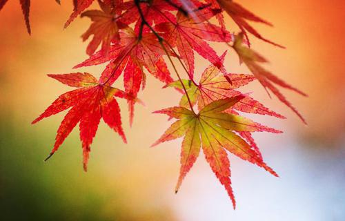 (最新)苏颜贺棘小说完整版免费阅读