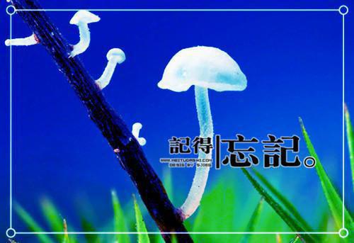 沈枝意商时序免费大结局 她被深爱的男人彻底推入无望深渊完结小说