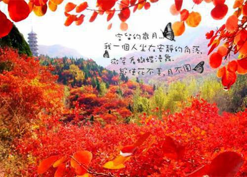 (番外)+(全文)尹落笙贺清珩（我寻你千百度：全文++后续）完整全文在线阅读_尹落笙贺清珩免费阅读最新章节列表（我寻你千百度：全文++后续）