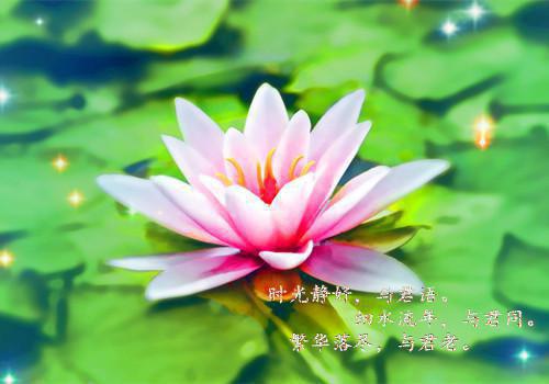 陛下，驸马造反了！全文目录 (南羽岚兮)小说无广告阅读