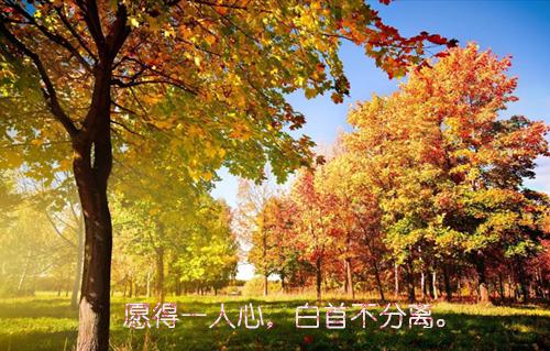 夏思情乔思邈全文免费大结局 夏思情乔思邈小说在线阅读