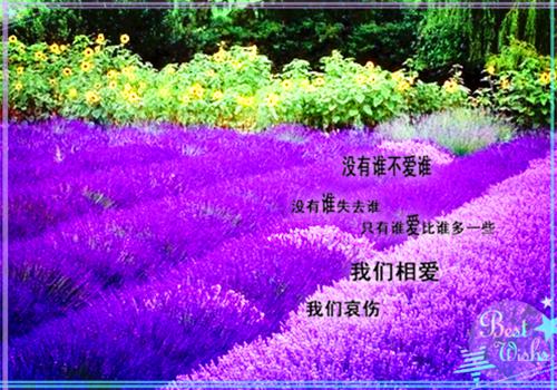 夫君纵容庶妹害死婆母后小说全集 沈疏影陆文章沈疏月完整版在线阅读