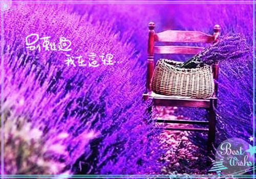 祁砚舟林晚许青川小说名字 灯暖伊人章节试读