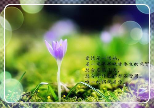穿到娱圈替身文里我赚疯了(白沐冷冰凝温月)无弹窗阅读