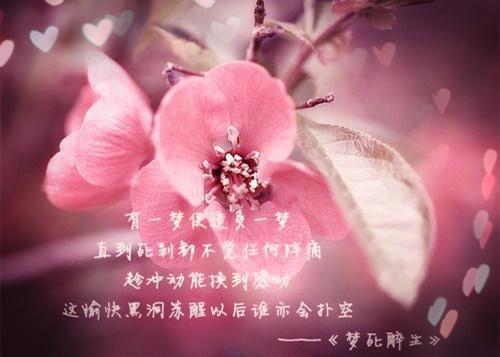 情感纠葛嫁给军阀大佬后，美千金她要离婚（宁祯盛长裕）最新推荐_最新推荐情感纠葛嫁给军阀大佬后，美千金她要离婚（宁祯盛长裕）