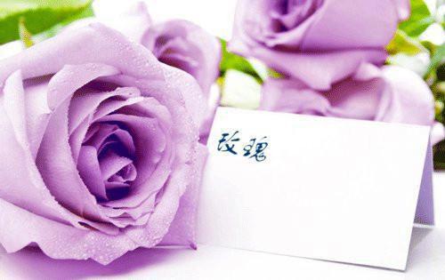 我寻你千百度：结局+番外（贺清珩尹落笙）全文免费我寻你千百度结局+番外读无弹窗大结局_（我寻你千百度结局+番外全文免费我寻你千百度结局+番外读无弹窗）贺清珩尹落笙最新章节列表（我寻你千百度：结局+番外）