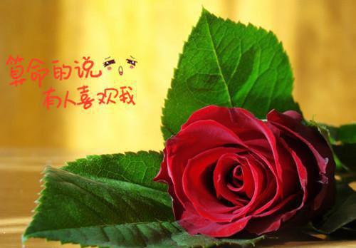 真假明鉴免费读全文 林韵昭小说无弹窗