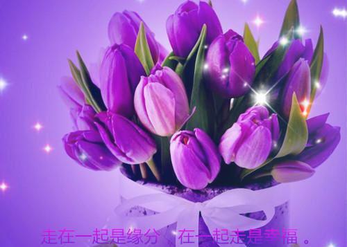 肖柏敛白婳小说阅读 肖柏敛白婳全文免费无广告
