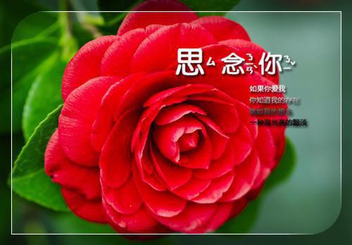 爱藏哄妻小说全集 言阔白悠悠最新章节阅读
