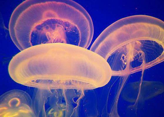 我用生子系统成神裴行嘉大结局全文免费阅读