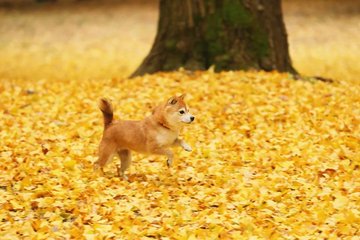 秋雨绵绵，莫负芳心素笺